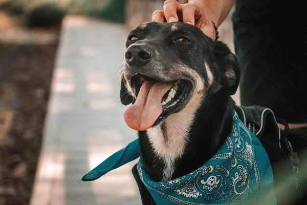 frases curtas para pet shop